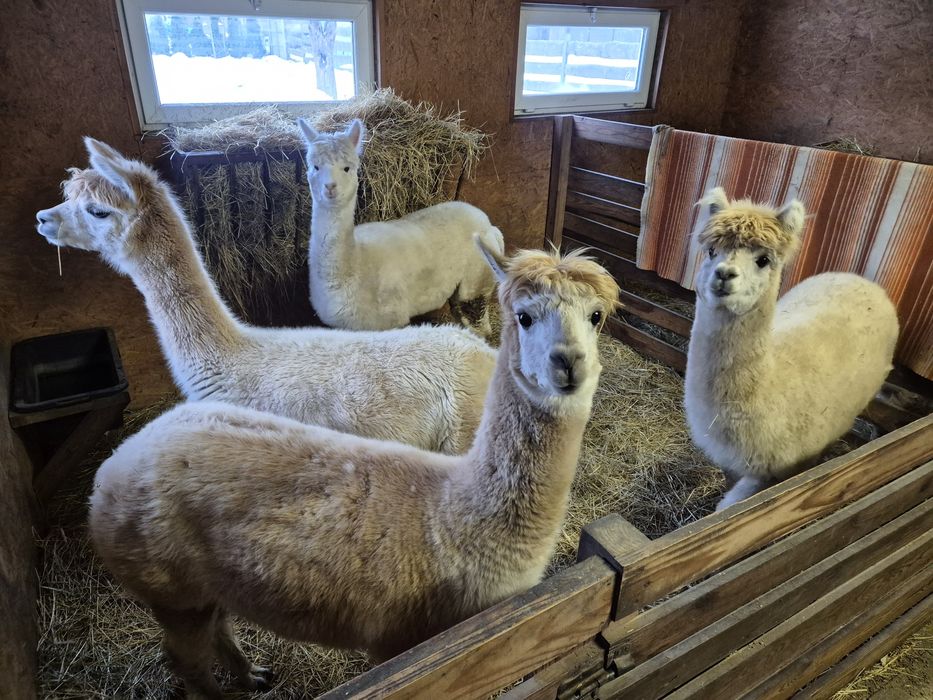 Stado 4 Alpak - samice