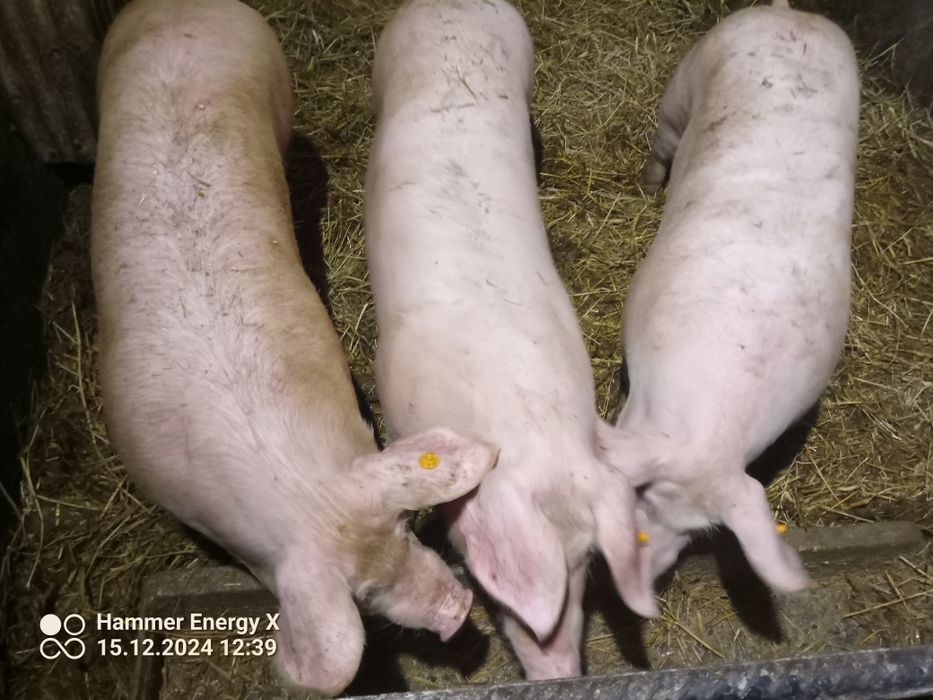 Świnia tucznik półtusze