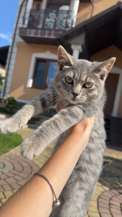 Кошенята в добрі руки
