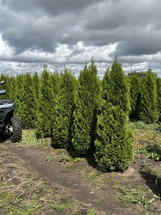 Gęsta Tuja Szmaragd 170-180cm Dostawa Sadzenie Producent