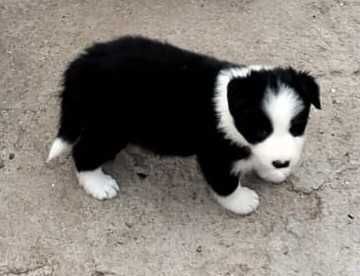 Border collie puro macho
