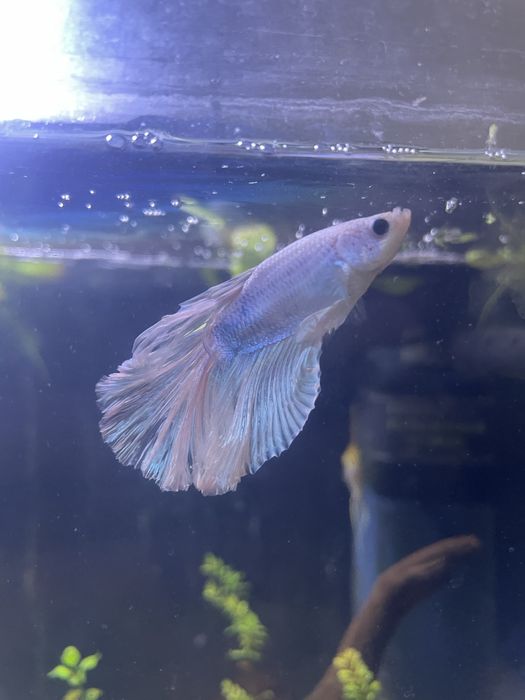 Betta Splendens Branco