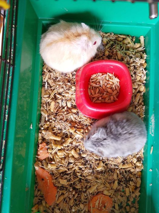 Джунгарский хомяк