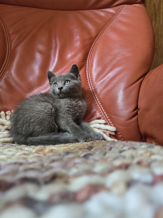 Плюшеве кошеня пушисте