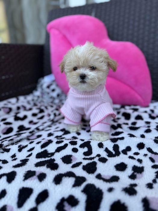 VIP мальтіпу з паапортом