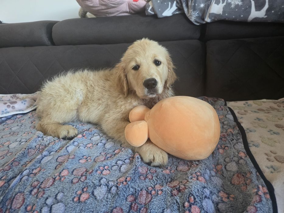 Golden Retriever ZKwP/FCI