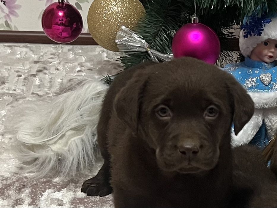 Лабрадор (темний шоколад)