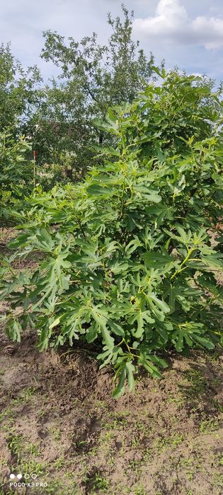 Продам участок 10 сотк "Соловьиная роща"