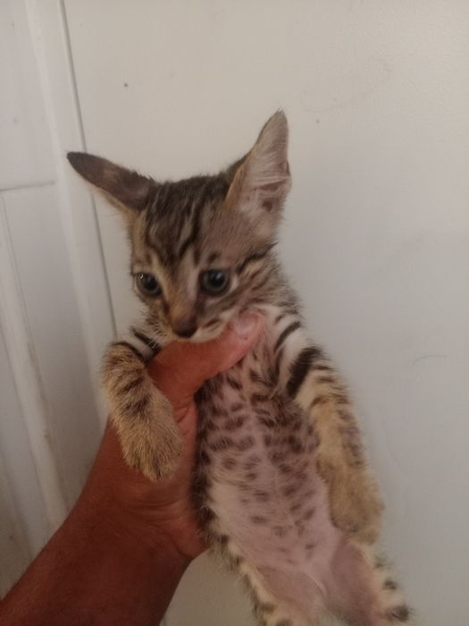 Gatinhos bebés para adoção