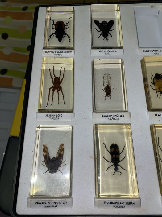 Bichos em resina