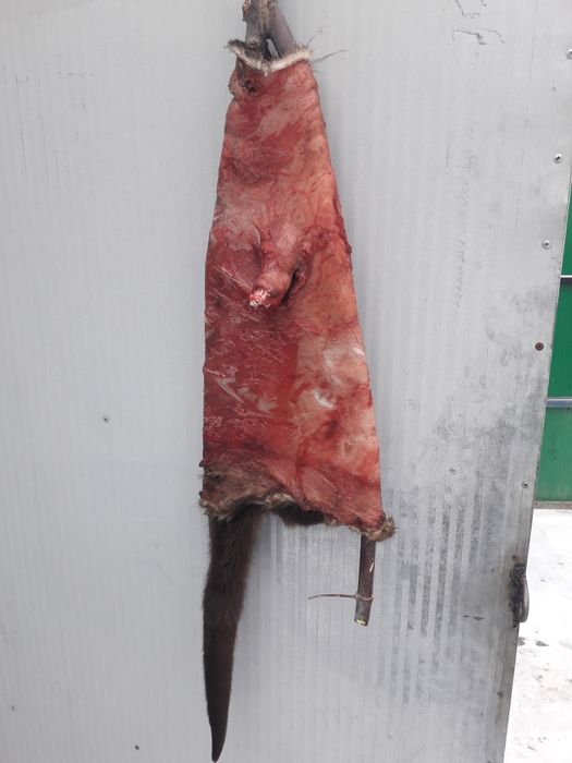 Продаю Шкура Андатры ( Выдры)