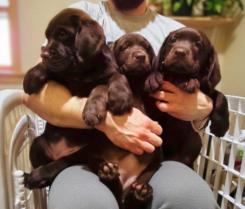 Лабрадори Шоколадного окрасу з документами КСУ