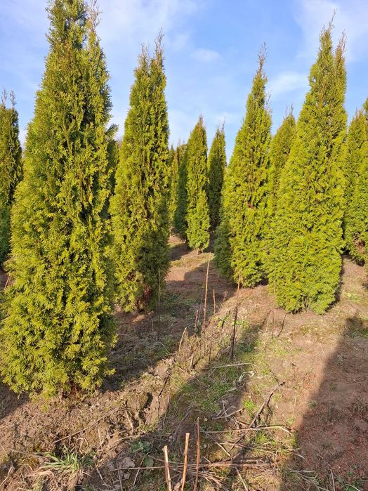 Tuje Szmaragd, 120–270 cm, Thuja na żywopłot, Duże gęste tuje