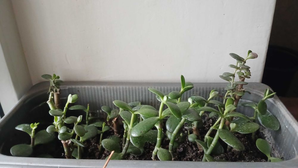 Денежное дерево (молодое)