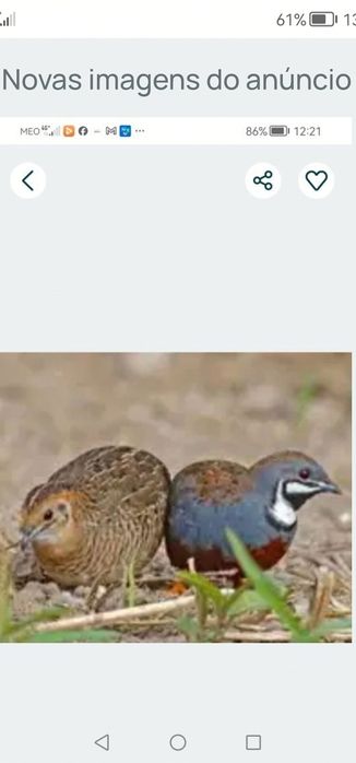 Faisões E pombas tambor. Conforme a descrição no anúncio