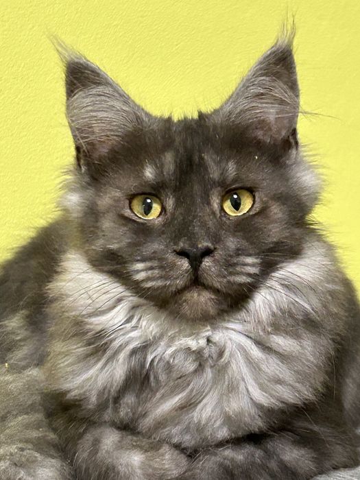 Cleo czarna dymna kotka Maine Coon. Zapraszamy