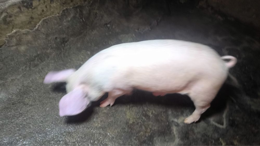Vendo porcos ja grandinhos cerca de 40kg
