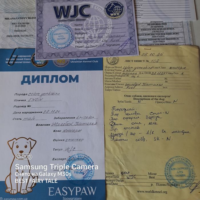Вязка бивер йорк. Киев.