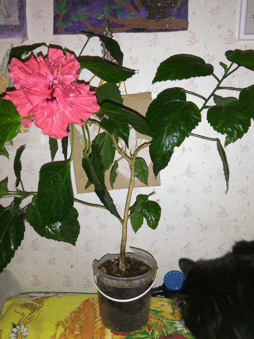 Гібіскус, гибискус