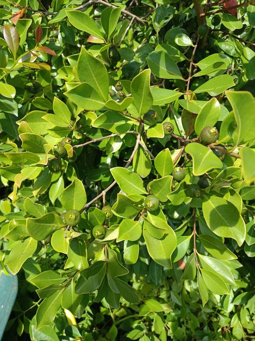 Araçá de cor vermelha e amarela