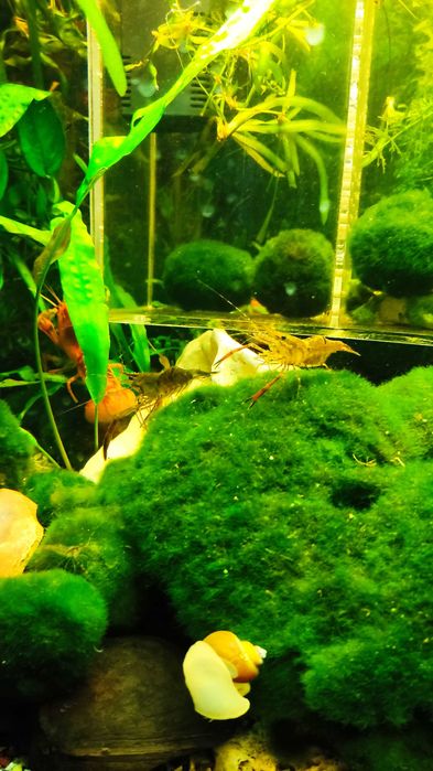 Креветка акваріумна Макробрахіуми кольцерукі Macrobrachium assamense