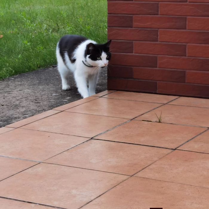 Adopcja dwóch kotów