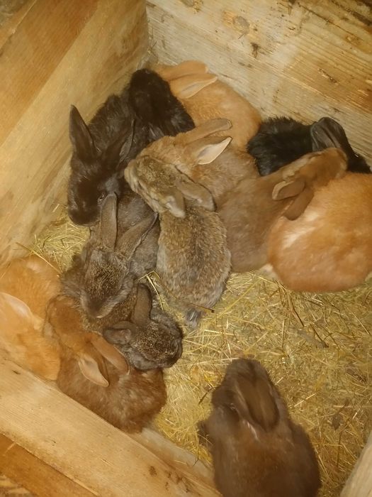 Крілики продам недорого