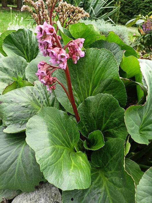Bergenia, barwinek, paproć,  wiesiołek