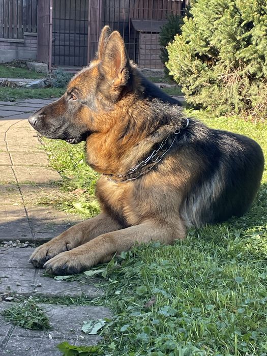 Пропонується для вʼязки кобель німецькоі вівчарки