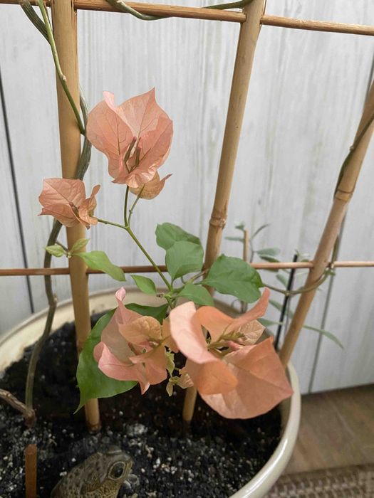 Бугенвілія, вазон, кімнатні рослини