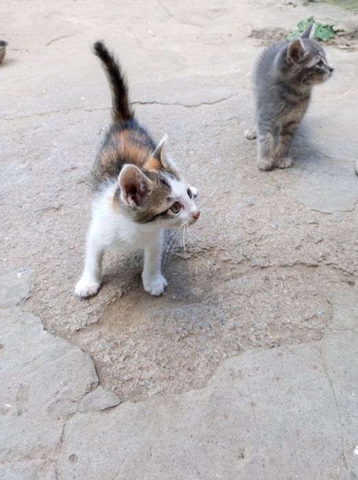 отдаются котята 3