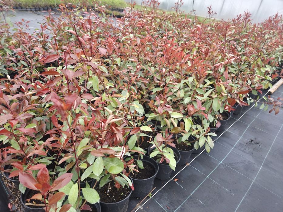 Photinia Redrobin 60-80 cm C5 poękne krzewy