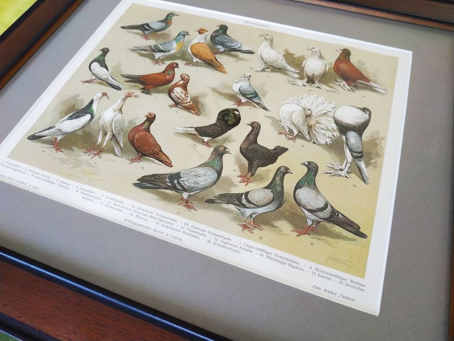 Raro! raças de pombos 1908