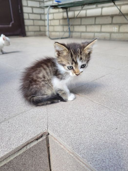Віддамо кошенят у гарні руки