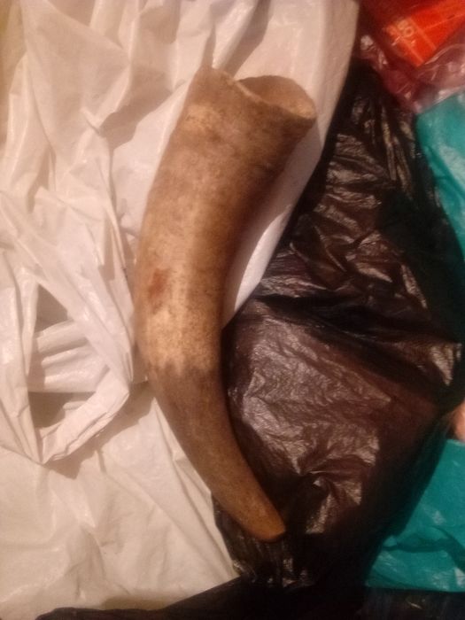 Продам рог 1979 год