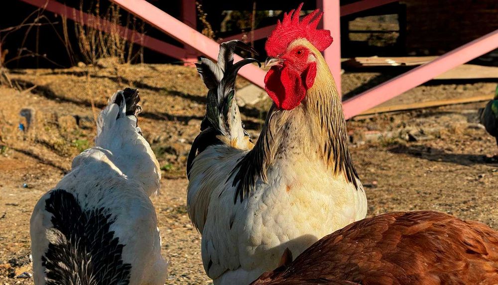 Молоді і дорослі півні