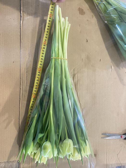 Тюльпани опт/роздріб