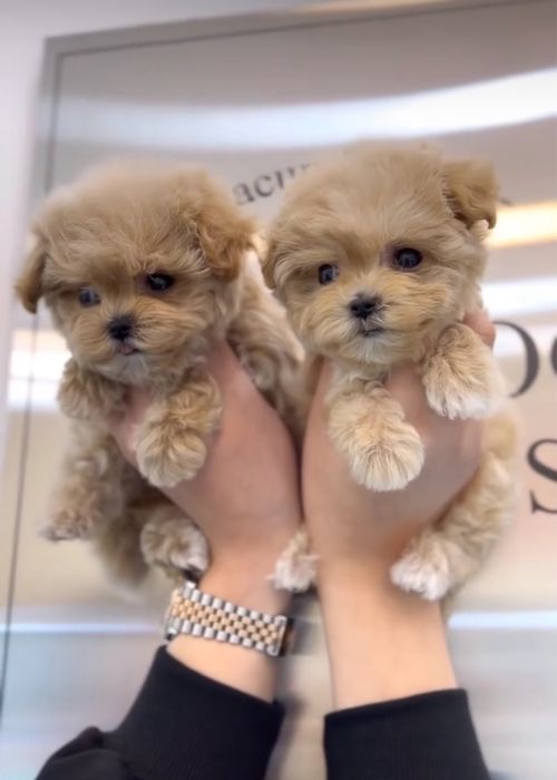 Преміальні дітки мальтіпу. Цуценята мальтипу ф1 та ф2