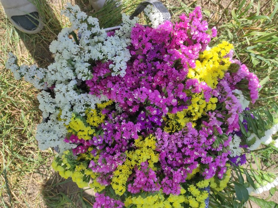 Бавовна  Натуральна  Лотос Рускус Сухоцвіти  Сухоцветы