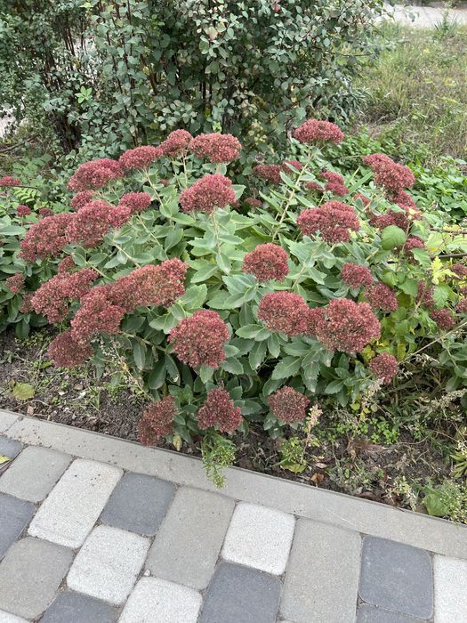 Очиток, традисканція, флокс