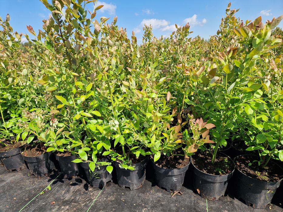 Borówka Draper Liberty PBR Talisman 1,5l