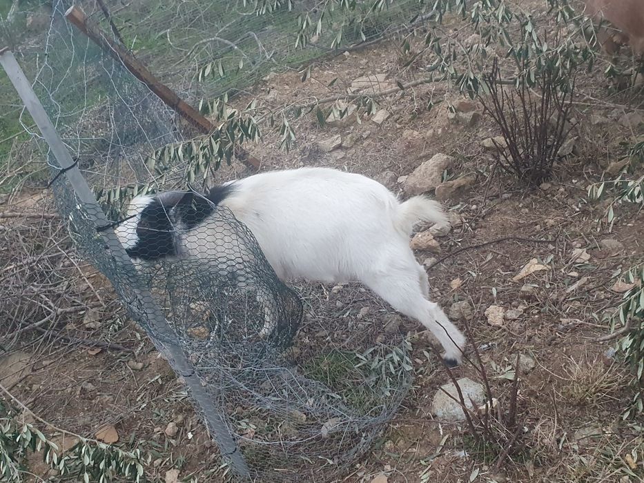 cabras anãs 12 meses