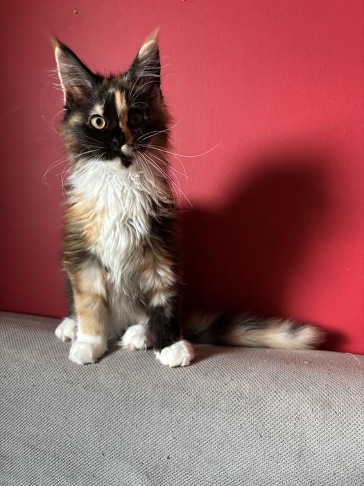 Kotka Maine coon z rodowodem FPL