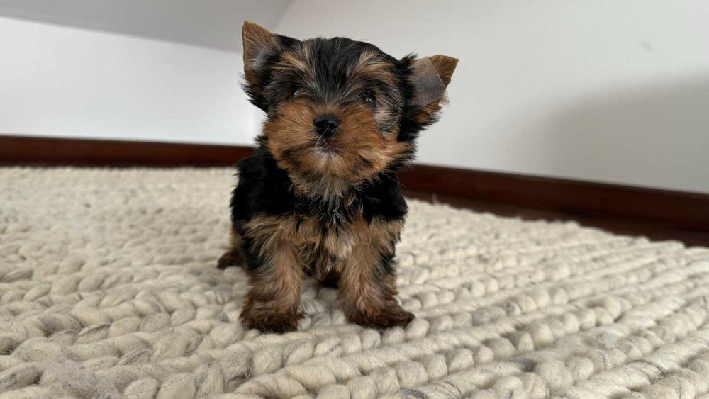 Chłopczyk Yorkshire Terrier Miniaturka z Rodowodem
