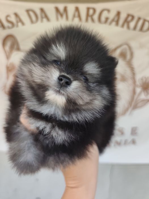 Spitz anão macho