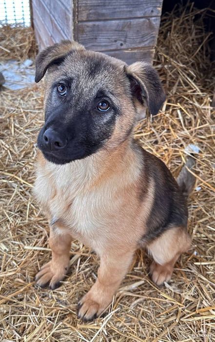 Oddam szczeniaka pięknego