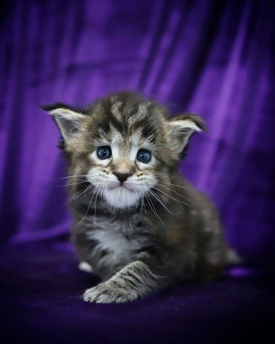 Поспішайте забронювати кошенятка Мейнкун