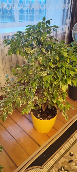 Продам фікус Бенджаміна