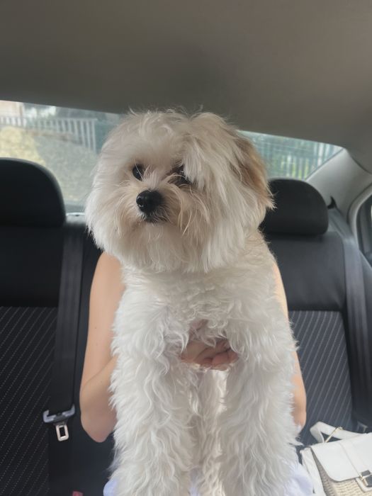 Вязка мальтипу хлопчик F1