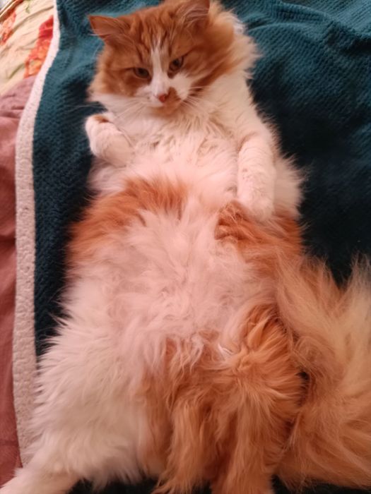 Отдадим котов в хорошие руки!